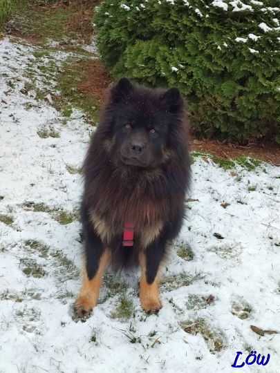 12.2.2025 - Howard bestaunt den Schnee